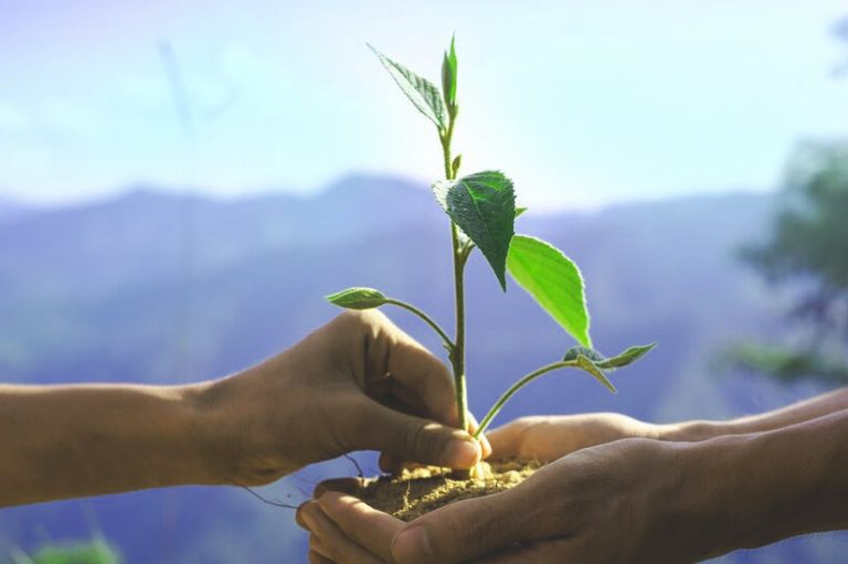 planting trees