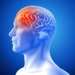 Human Brain