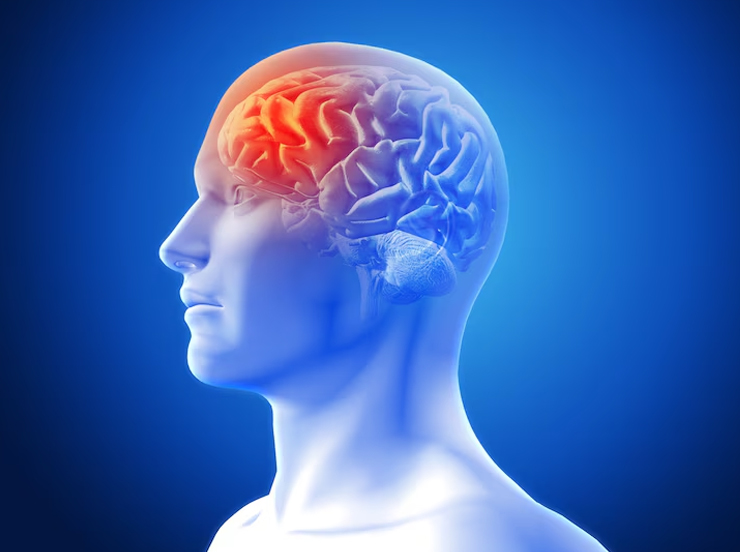 Human Brain